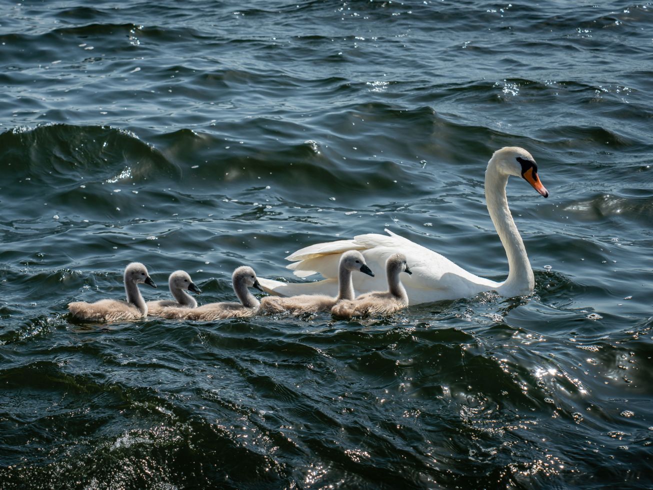 nieuwbouw_wiarda_leeuwarden_header