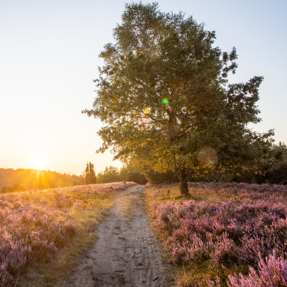 nieuwbouw Dwarsdijk Wierden