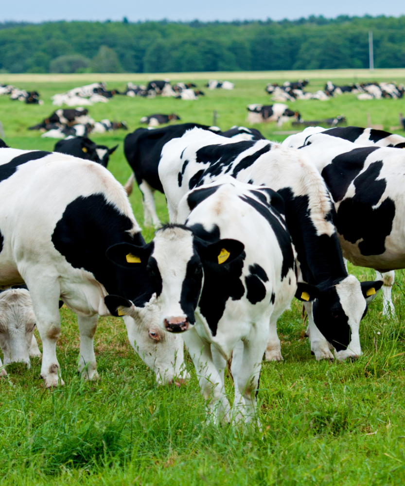 nieuwbouw dwarsdijk Wierden
