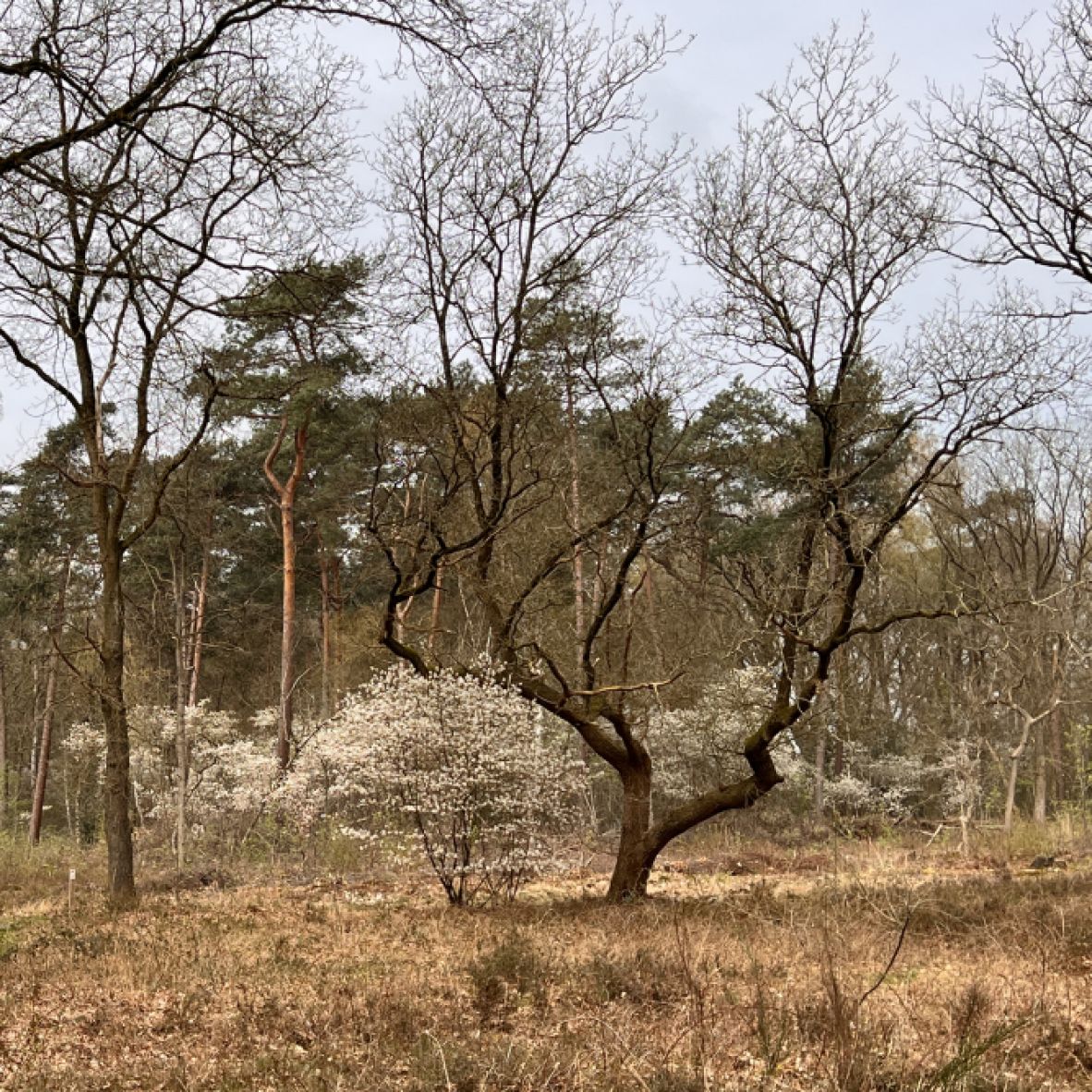 Vroomshoop Oost fase 3